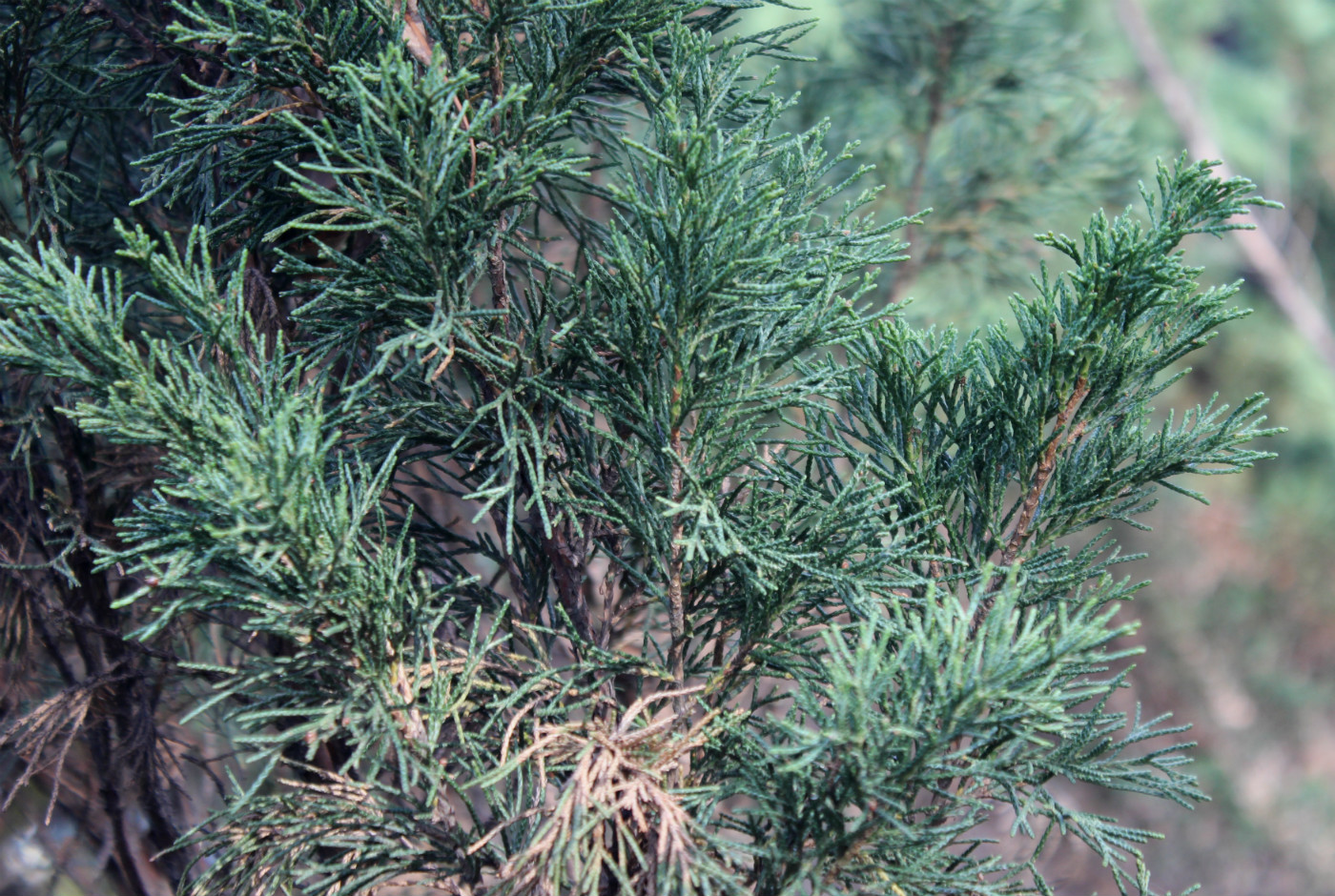 Изображение особи Juniperus sargentii.