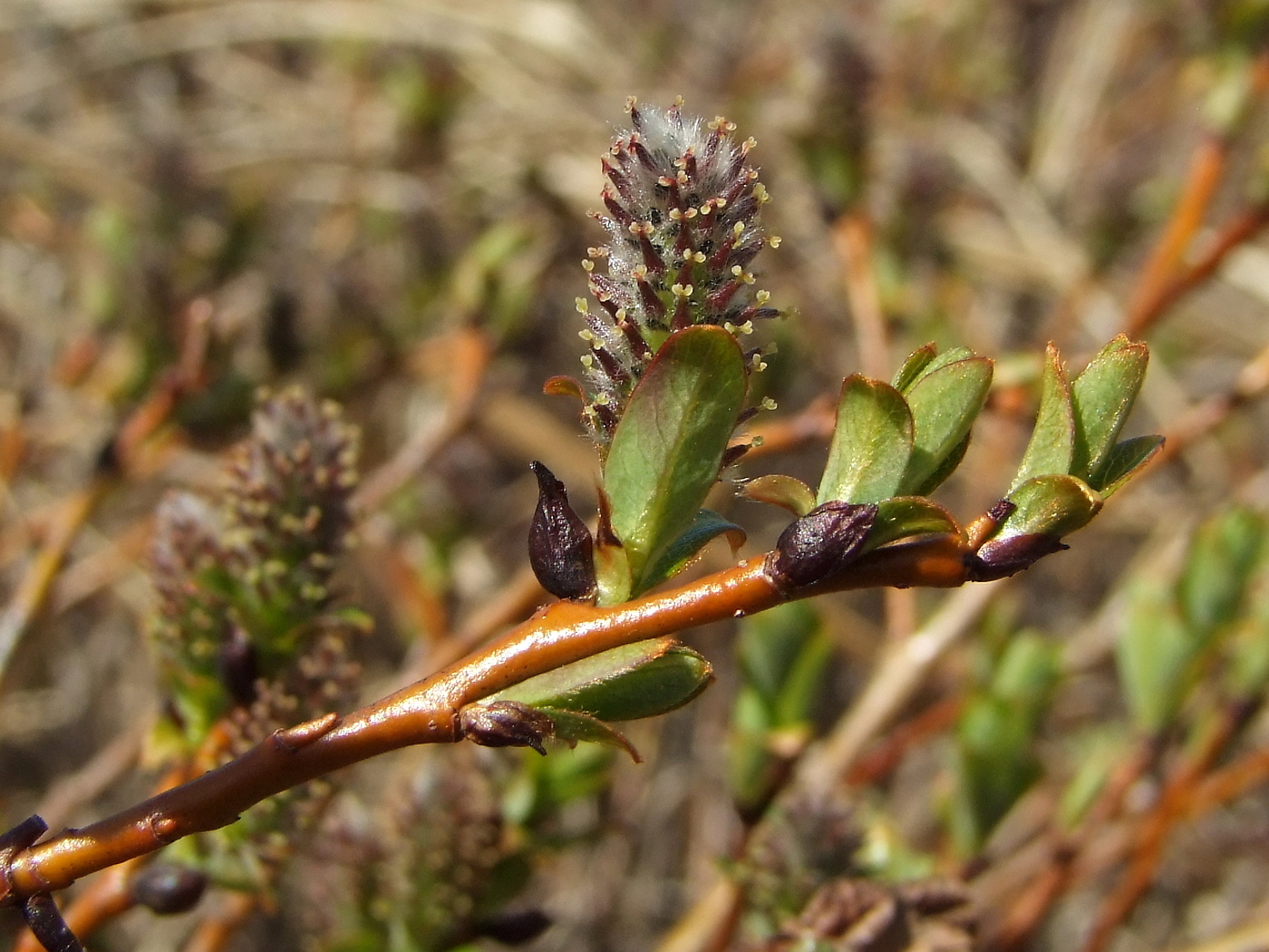 Image of Salix fuscescens specimen.