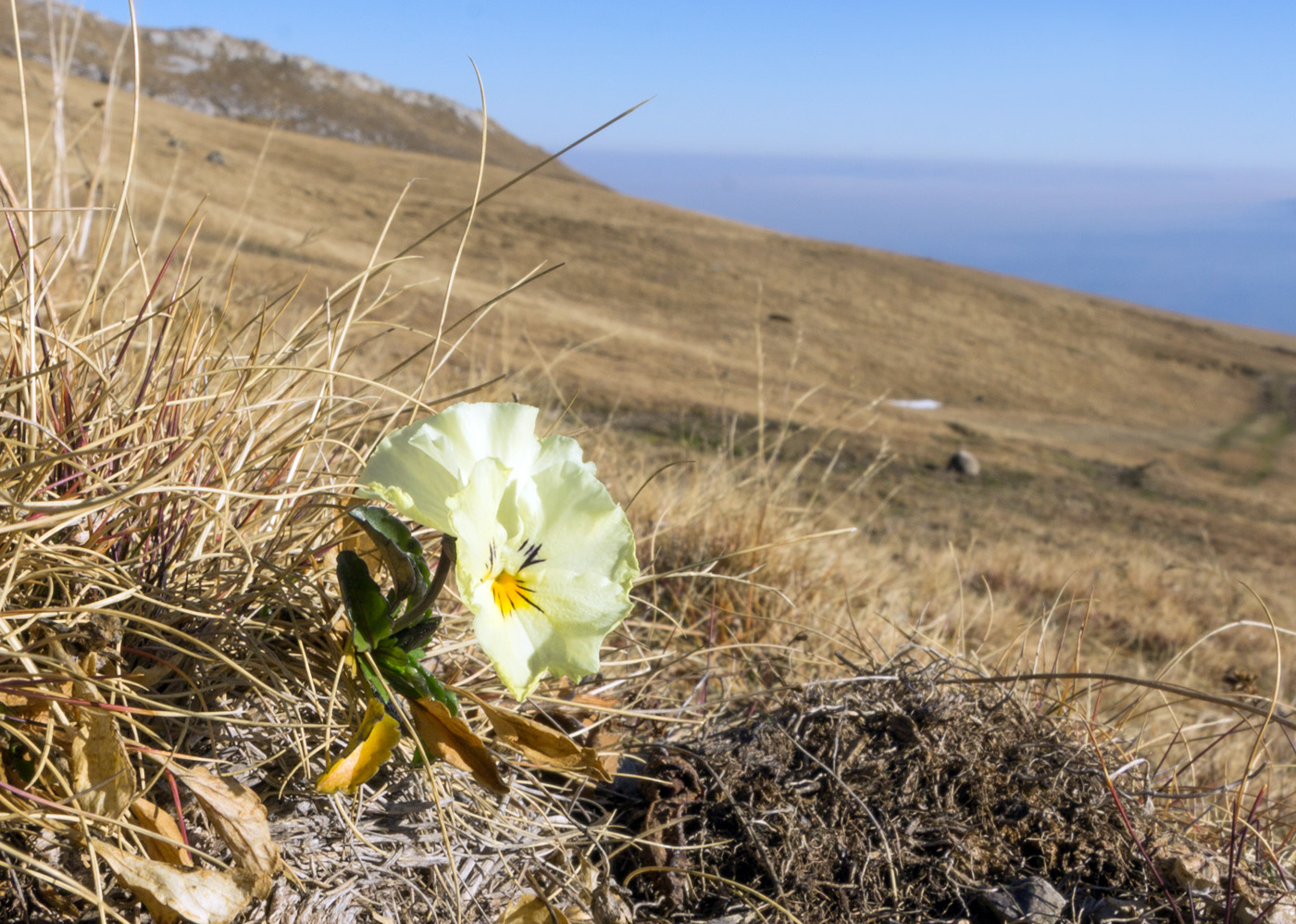 Image of Viola oreades specimen.