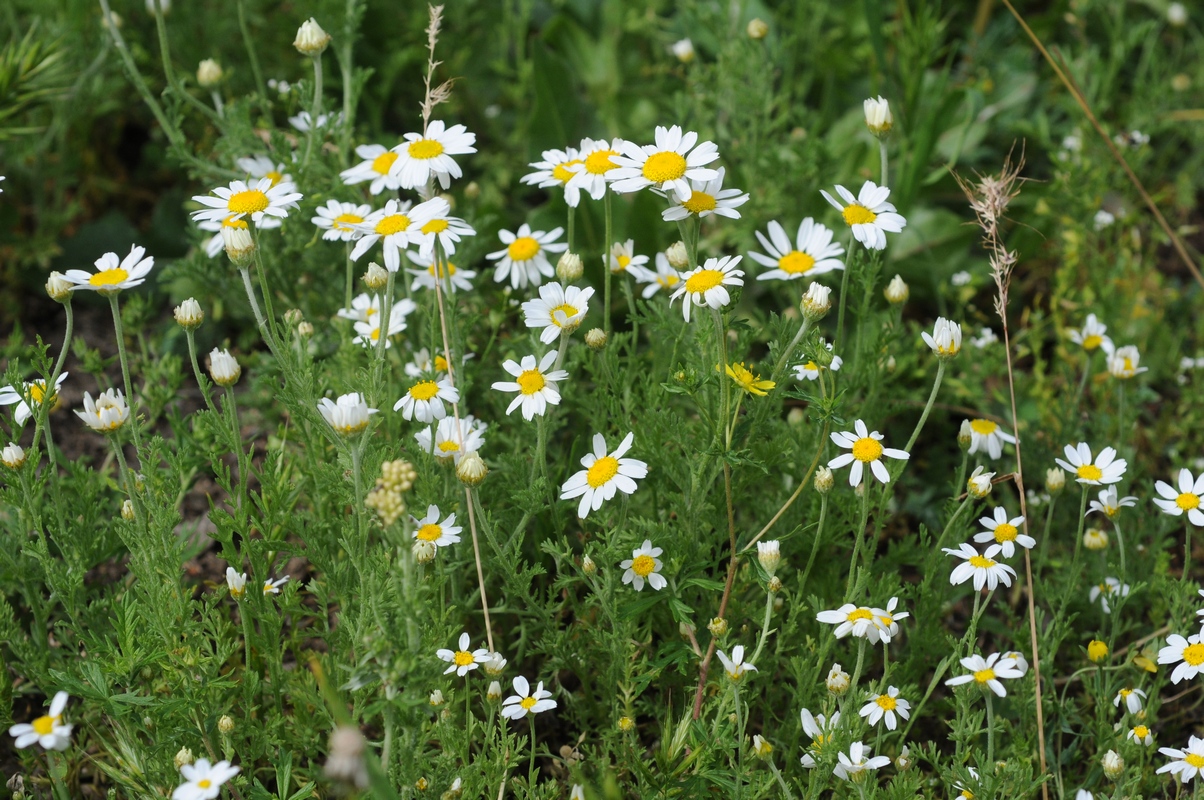 Изображение особи Anthemis ruthenica.