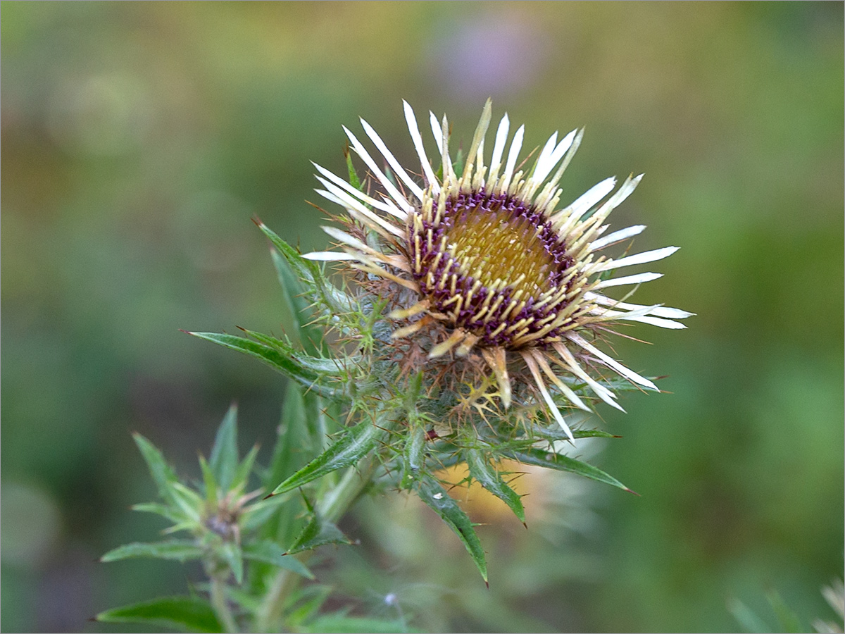 Изображение особи Carlina fennica.