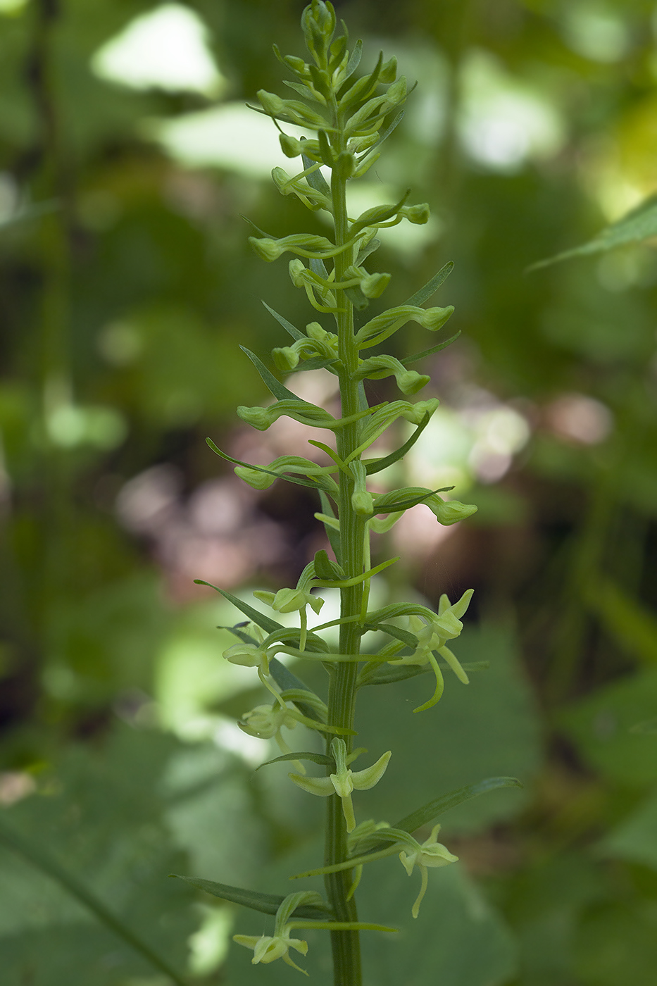 Image of Platanthera sachalinensis specimen.