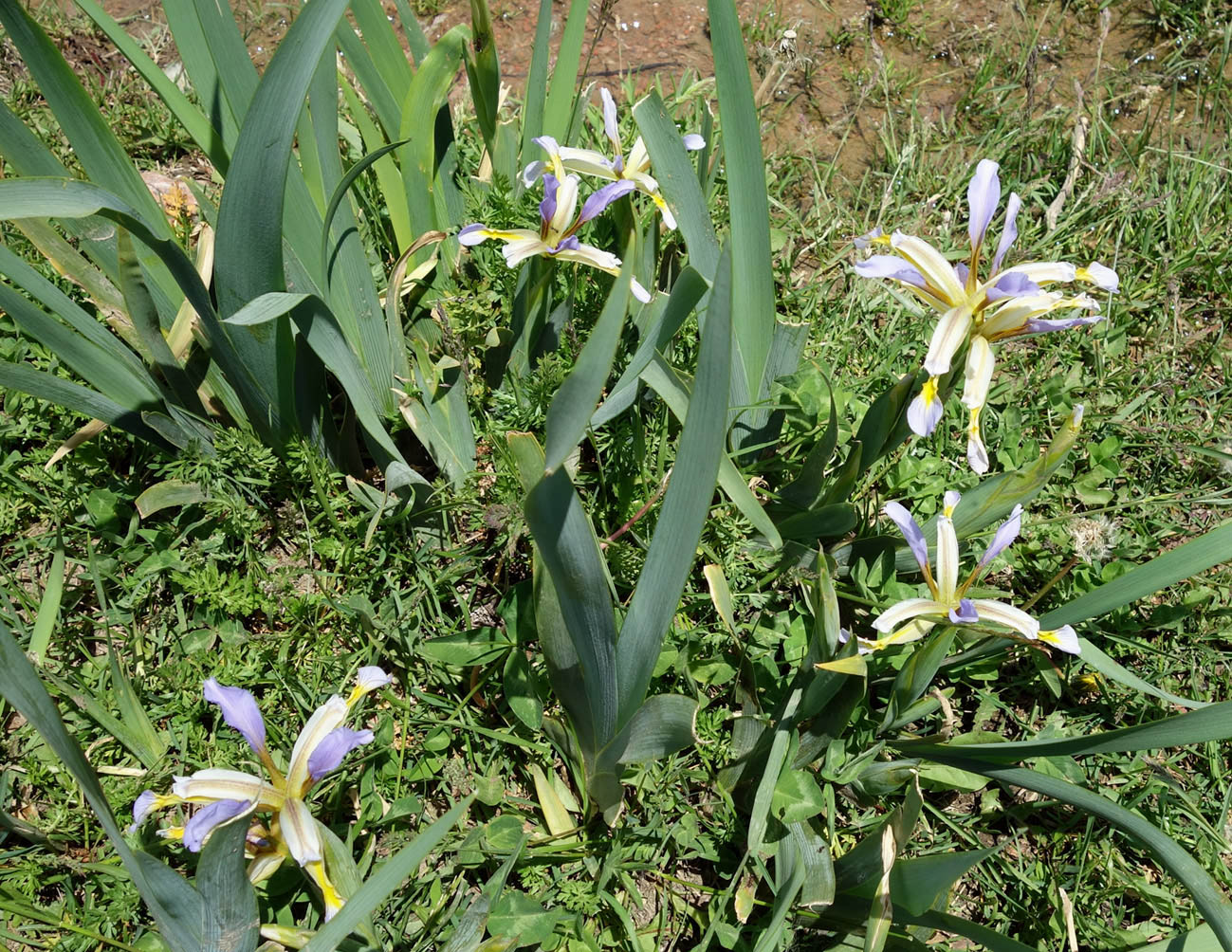 Image of Iris sogdiana specimen.