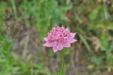 Astrantia maxima. Цветок. Грузия, Душетский муниципалитет, правый берег р. Вулелаури в нижнем течении, ≈ 2000 м н.у.м., луг. 02.08.2018.