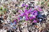 Oxytropis czukotica