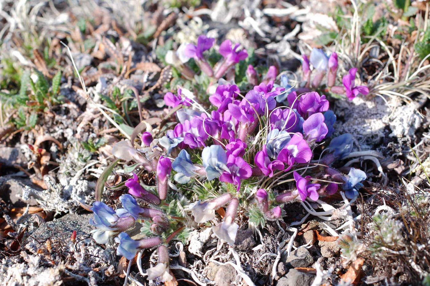 Image of Oxytropis czukotica specimen.