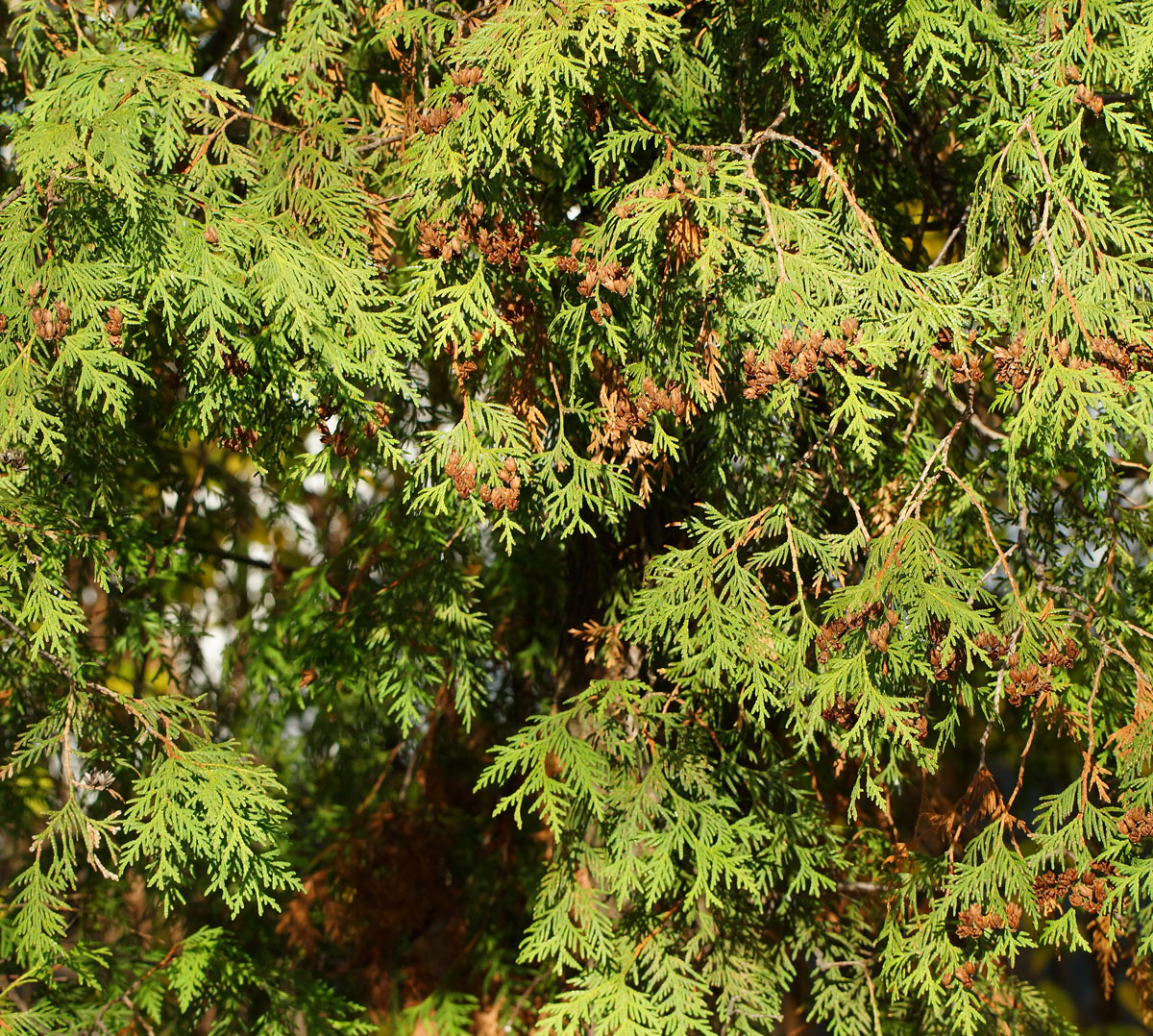 Image of Thuja occidentalis specimen.