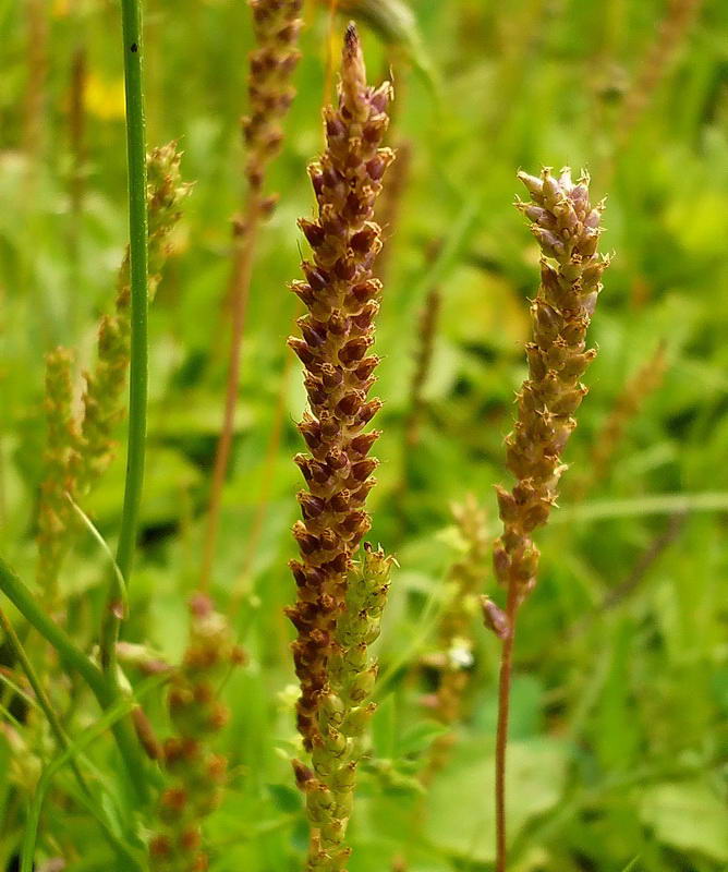 Image of Plantago major specimen.