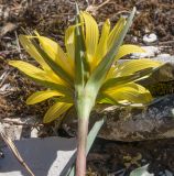 род Tragopogon. Верхушка побега с соцветием (вид со стороны обёртки). Краснодарский край, м/о г. Новороссийск, гора Рябкова, ≈ 500 м н.у.м., скальное обнажение, на моховой подушке. 19.04.2020.