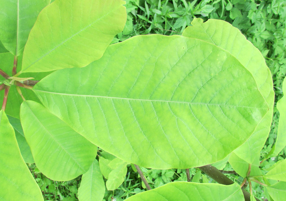 Image of Magnolia hypoleuca specimen.