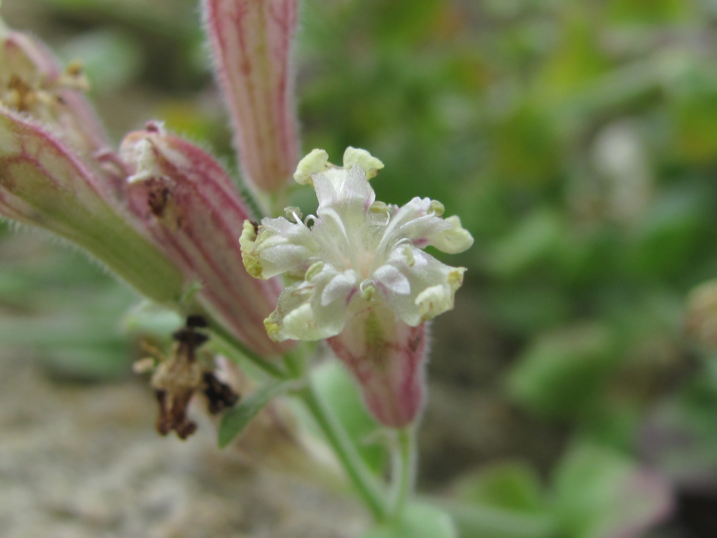 Изображение особи Silene pygmaea.