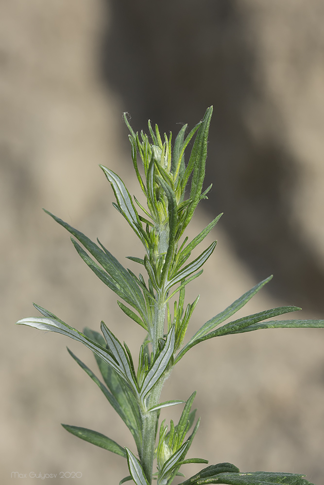 Изображение особи Artemisia vulgaris.