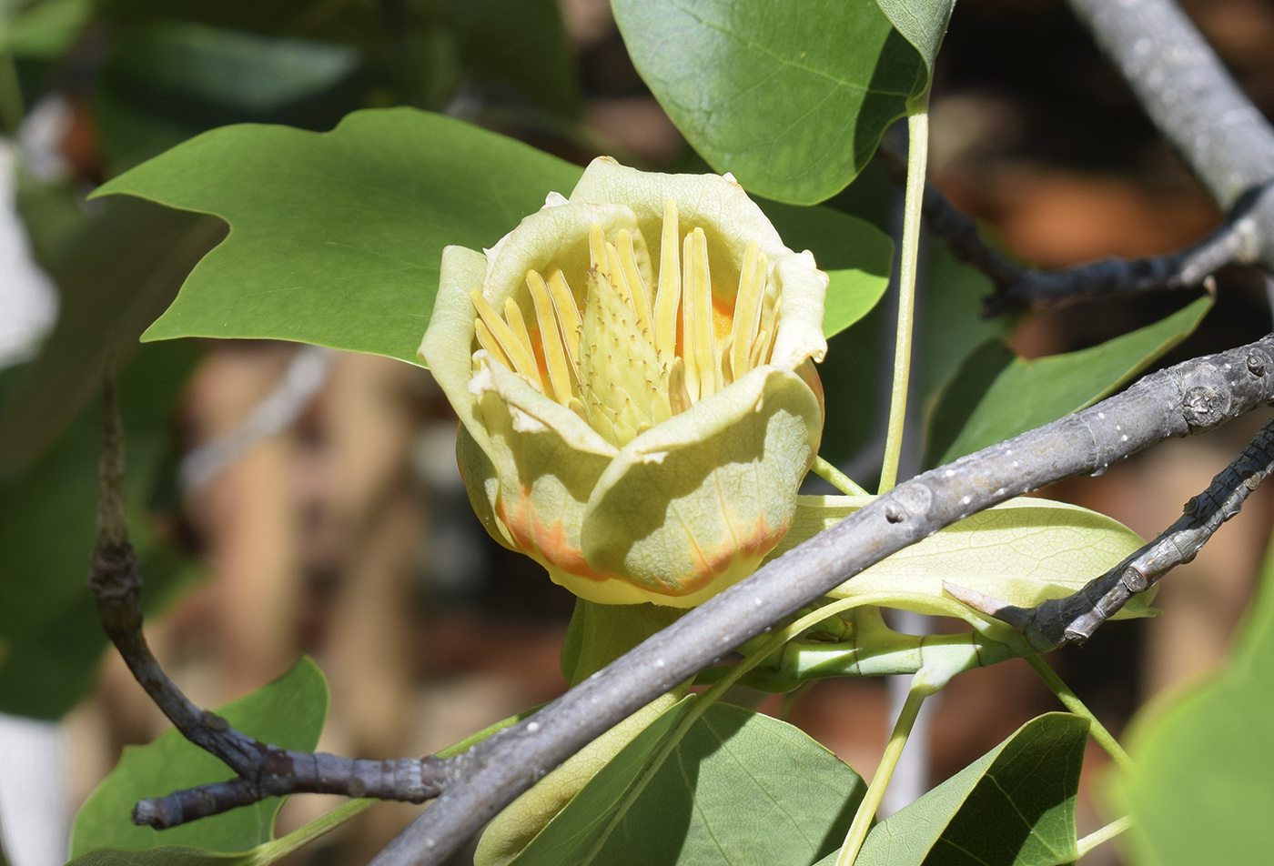 Image of Liriodendron tulipifera specimen.