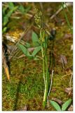 Scheuchzeria palustris