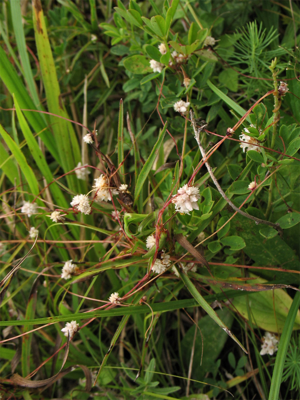 Изображение особи Cuscuta epithymum.