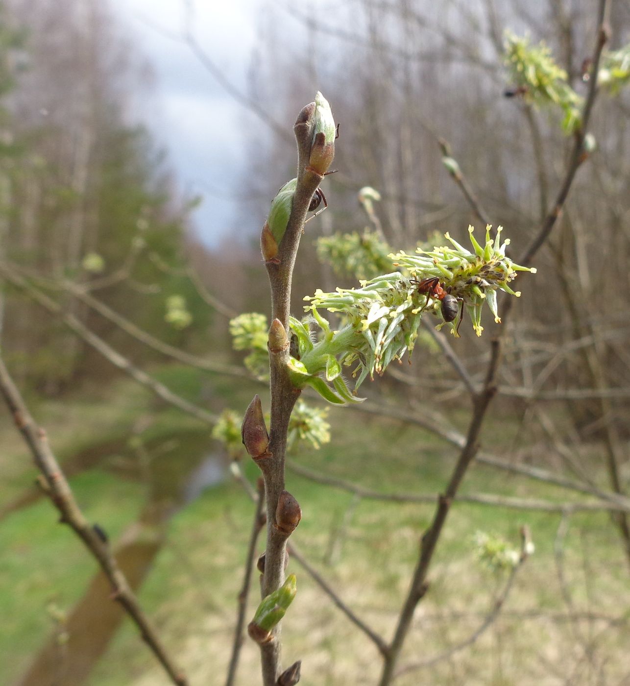 Image of Salix cinerea specimen.