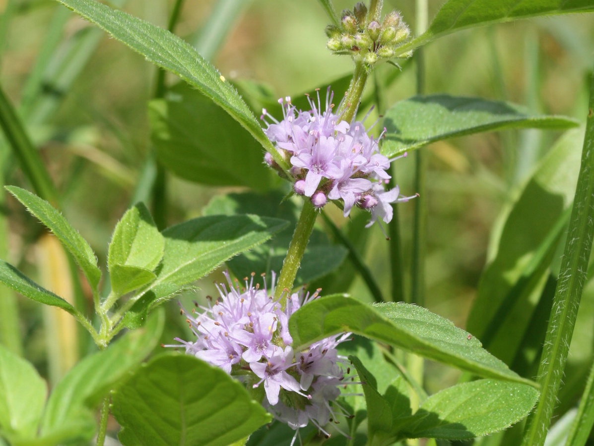 Изображение особи Mentha arvensis.