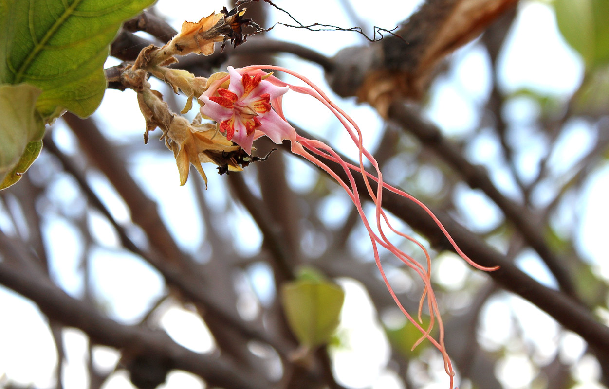 Image of Strophanthus eminii specimen.