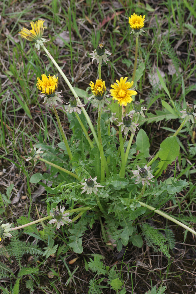 Image of Taraxacum alatum specimen.