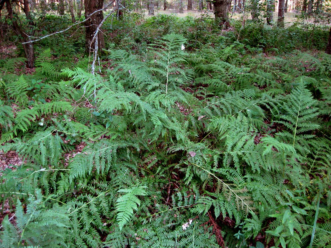 Image of Athyrium filix-femina specimen.