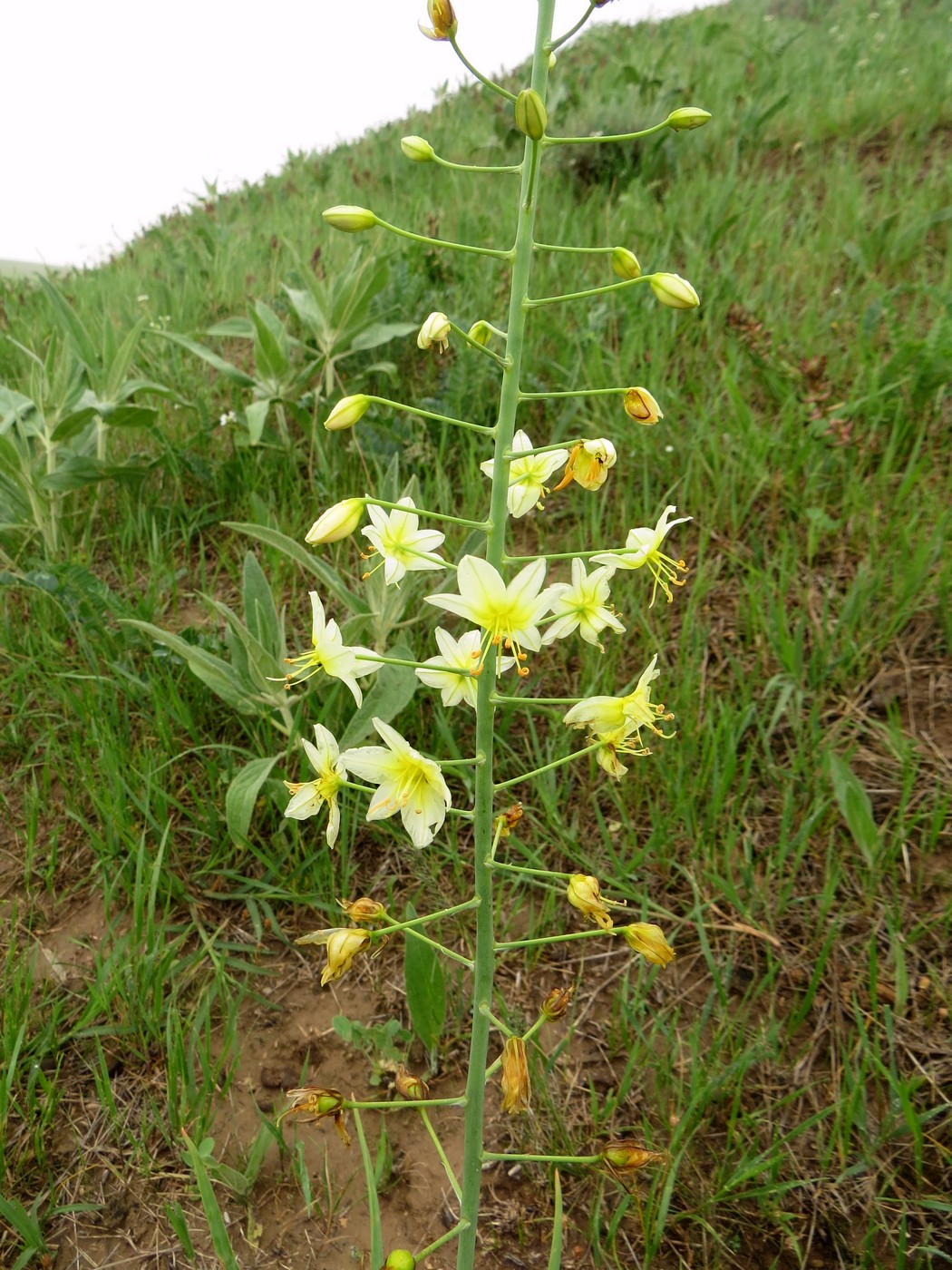 Изображение особи Eremurus suworowii.