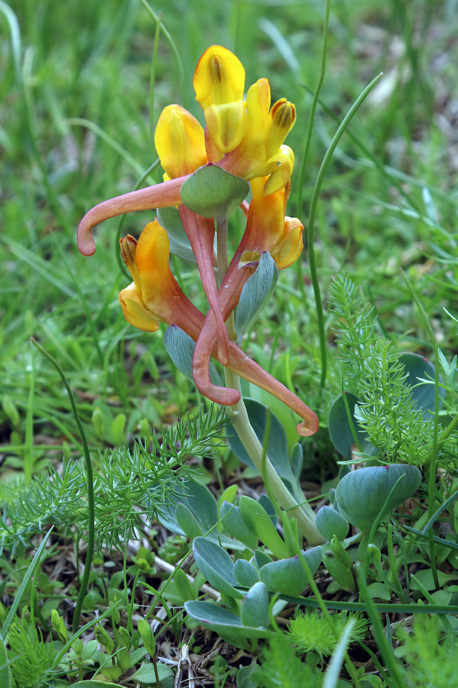 Изображение особи Corydalis sewerzowii.