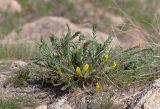 genus Astragalus