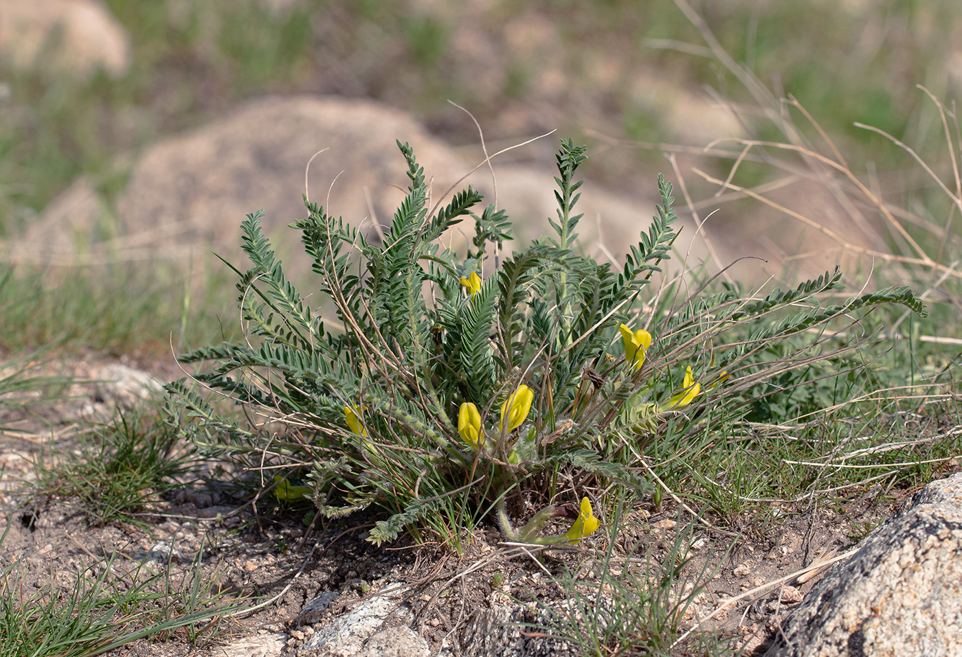 Изображение особи род Astragalus.