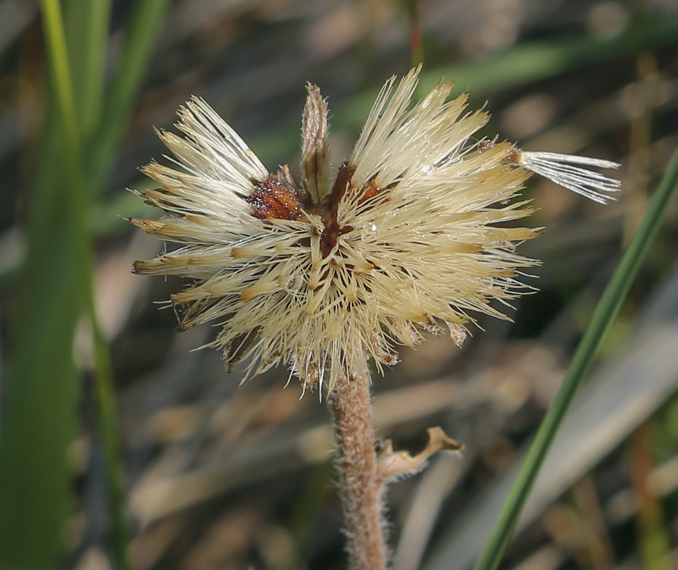 Image of Aster alpinus specimen.