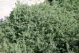 Смотреть изображение Suaeda crassifolia