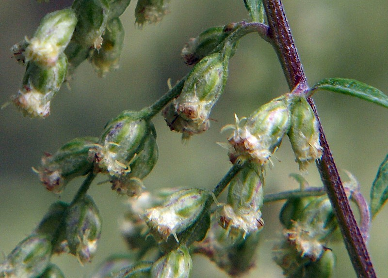 Image of genus Artemisia specimen.