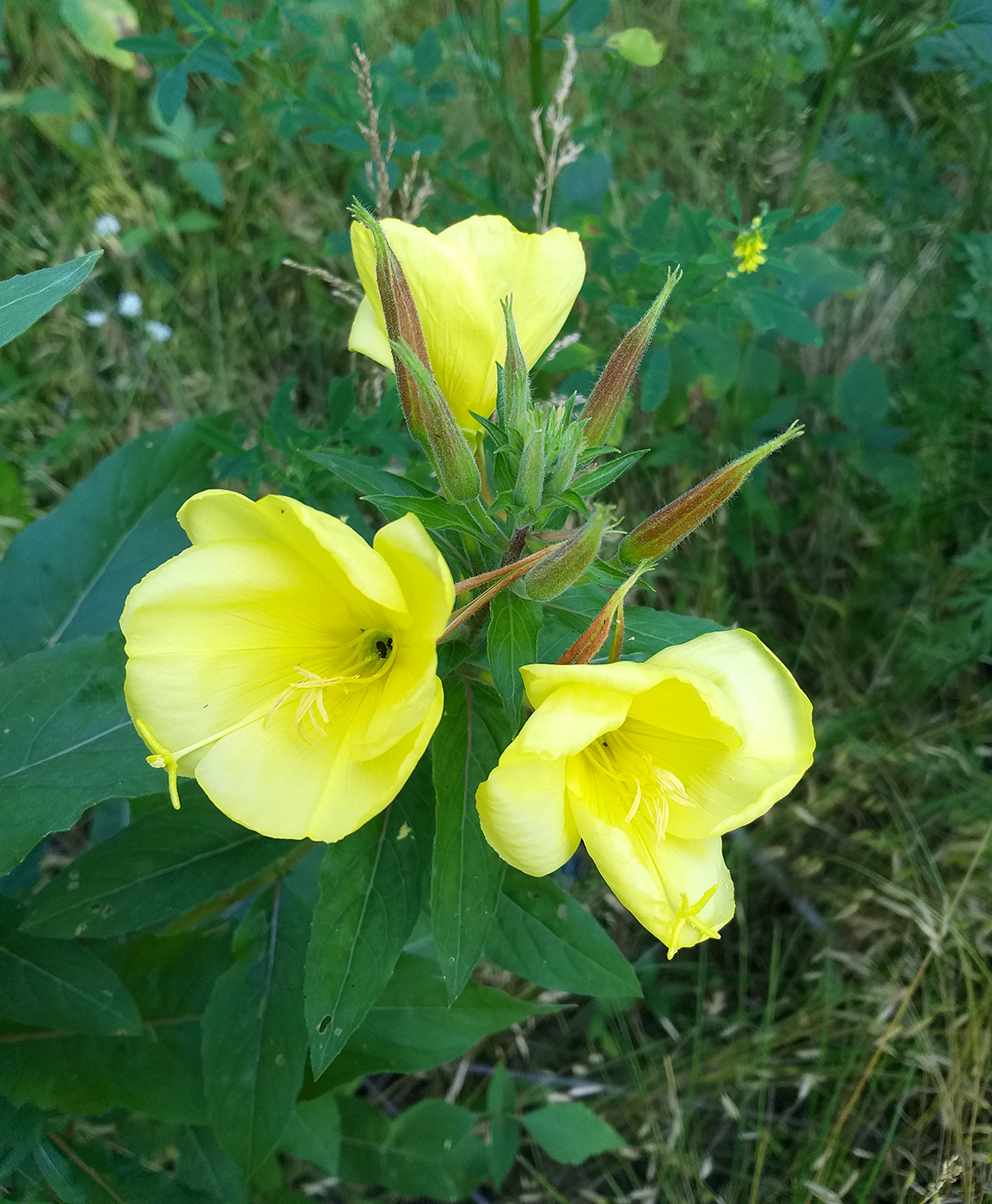 Image of Oenothera glazioviana specimen.