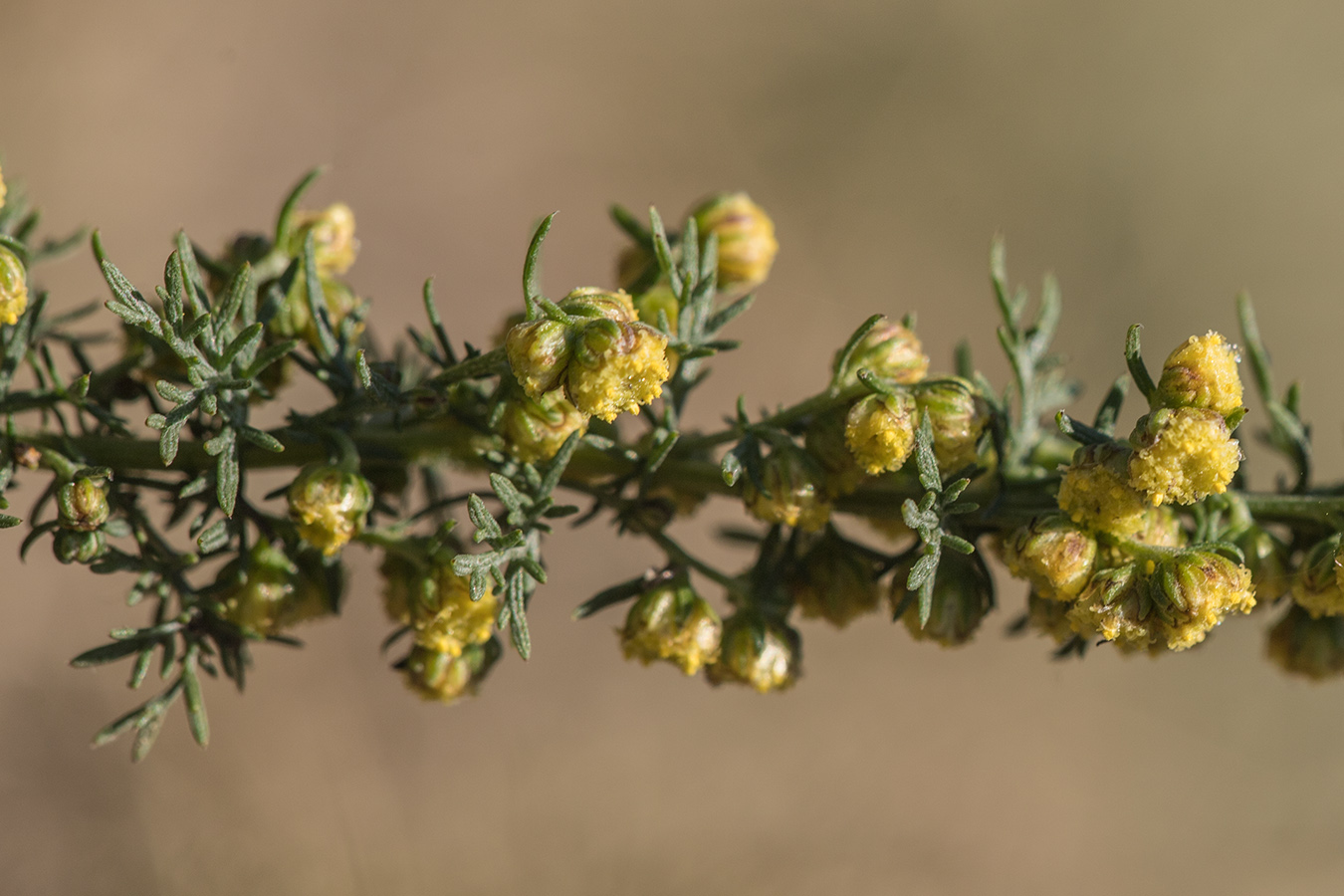 Image of genus Artemisia specimen.