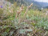 Oxytropis owerinii. Плодоносящее растение. Кабардино-Балкария, Черекский р-н, Кабардино-Балкарский высокогорный заповедник, Черек-Безенгийское ущелье, окр. альплагеря \"Безенги\", ≈ 2100 м н.у.м., отложенная боковая морена, субальпийский луг. 16.08.2021.