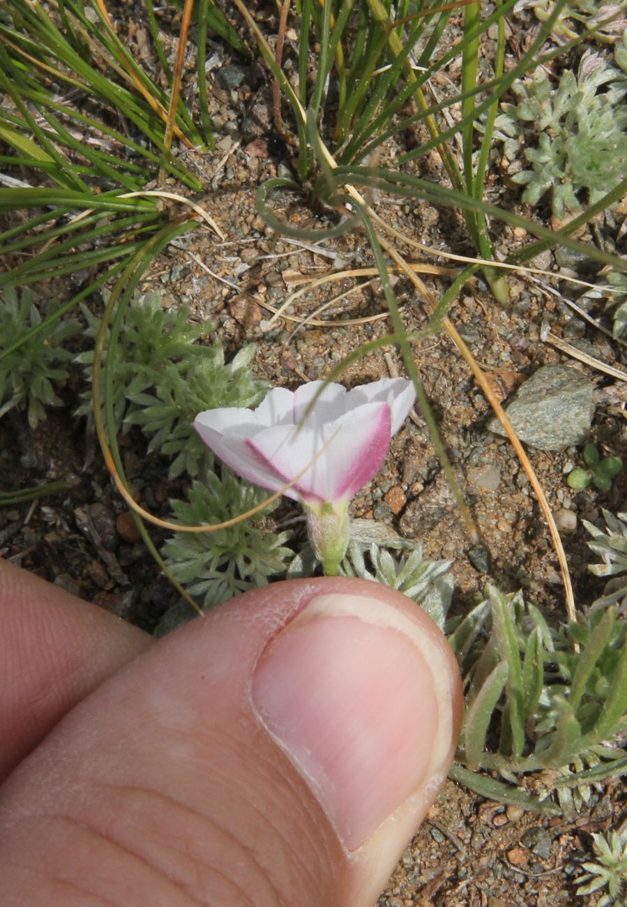 Image of Convolvulus ammannii specimen.