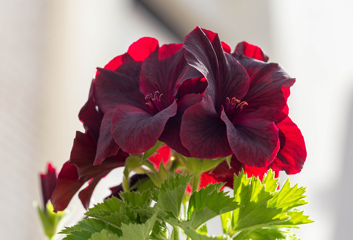 Image of Pelargonium &times; domesticum specimen.