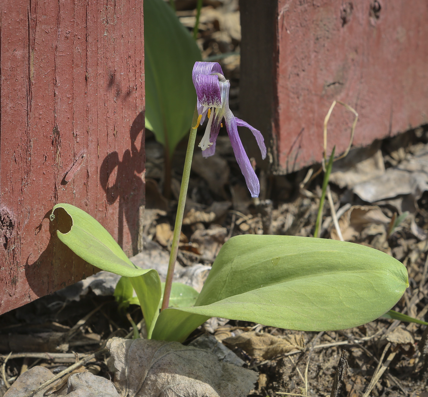 Изображение особи Erythronium sibiricum.