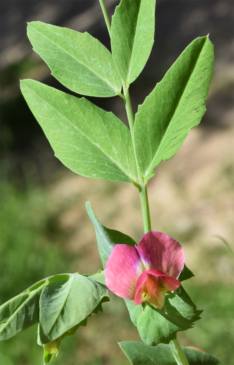 Image of genus Pisum specimen.