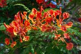 Delonix regia. Цветки и листья. Израиль, г. Бат-Ям, в культуре. 02.07.2022.