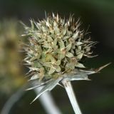 Eryngium maritimum. Соцветие. Республика Абхазия, г. Сухум, морской пляж. 22.08.2009.