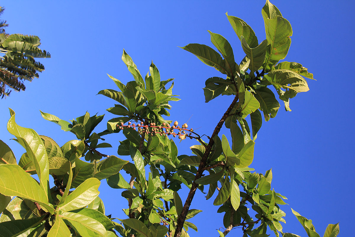 Изображение особи Barringtonia racemosa.