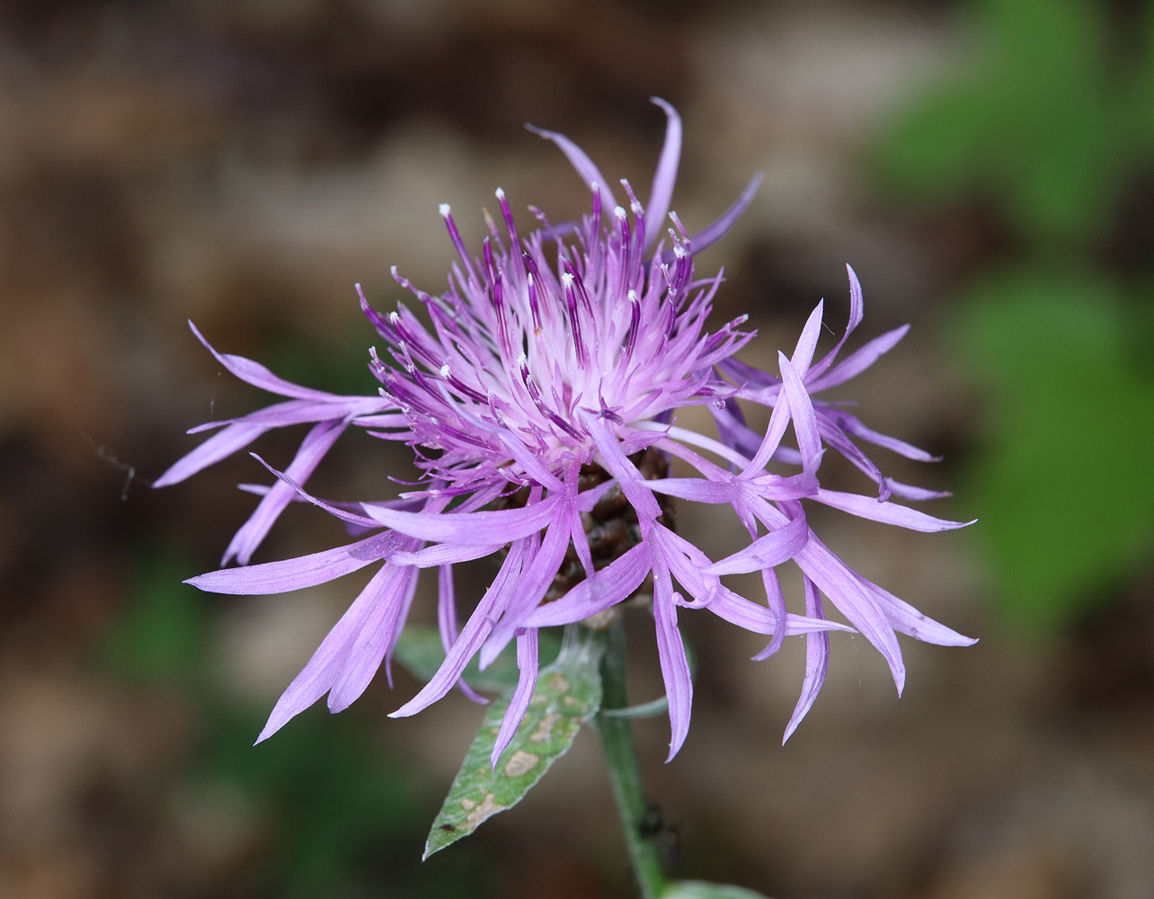 Image of Centaurea jacea specimen.