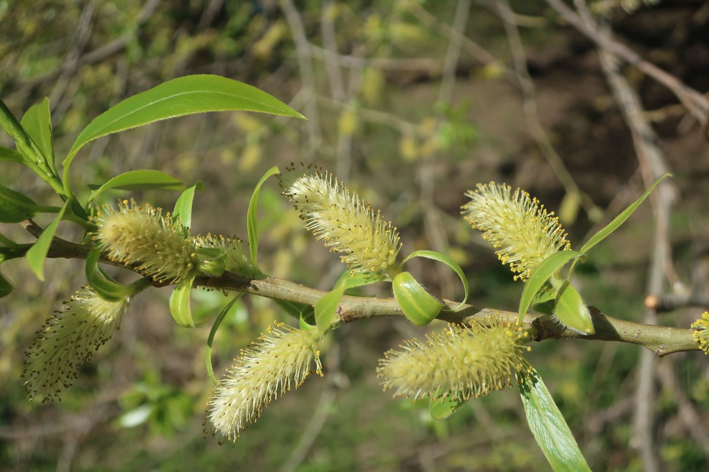 Image of Salix euxina specimen.