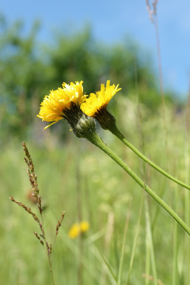 Изображение особи Trommsdorffia maculata.