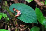 genus Begonia