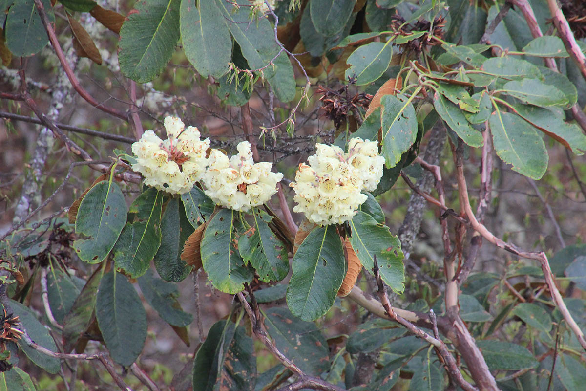 Изображение особи Rhododendron sinofalconeri.