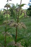 Urtica dioica. Средние части побегов с соцветиями. Свердловская обл., окр. г. Североуральск, обочина дороги, возле кучи крупного щебня. 26.06.2010.