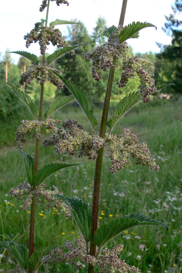 Изображение особи Urtica dioica.