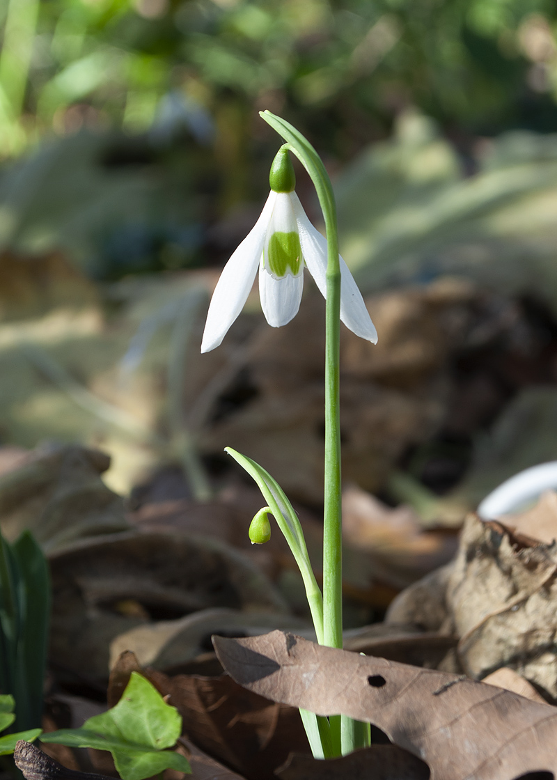 Изображение особи Galanthus cilicicus.