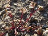 Sagina maritima. Цветущее растение. Крым, Севастополь, побережье Казачьей бухты. 29 апреля 2010 г.
